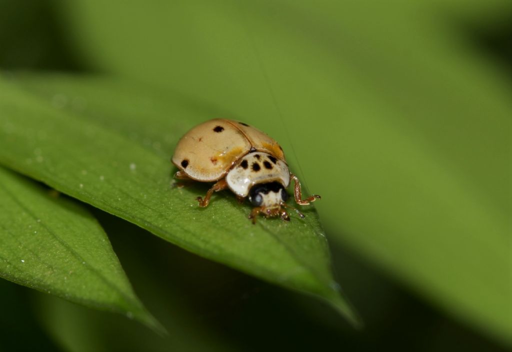 Larva di Harmonia axyridis?  No, di Adalia decempunctata